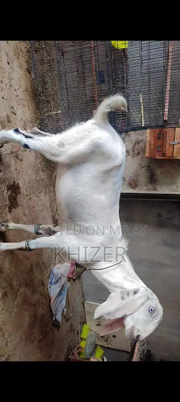Healthy Desi Goat - Strong, Friendly Farm Breed