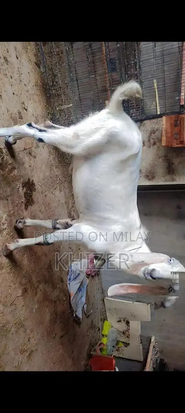 Healthy Desi Goat - Strong, Friendly Farm Breed