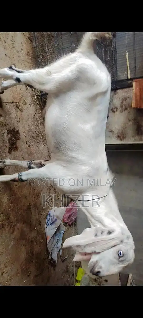 Healthy Desi Goat - Strong, Friendly Farm Breed