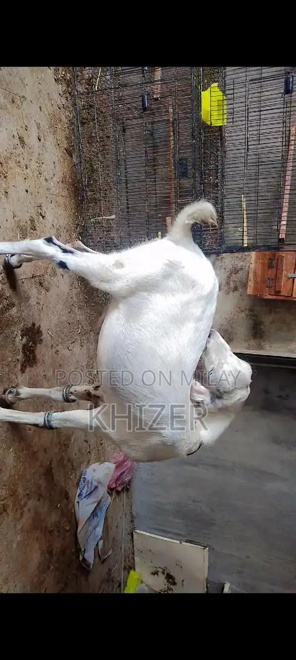 Healthy Desi Goat - Strong, Friendly Farm Breed