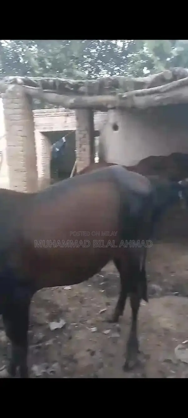 Young Male Cow - Healthy 1.5-Year-Old Livestock for Farm or Breeding