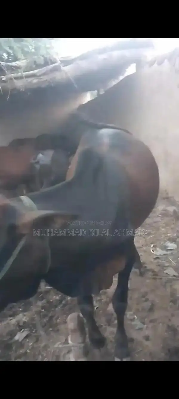 Young Male Cow - Healthy 1.5-Year-Old Livestock for Farm or Breeding