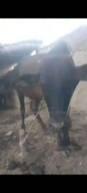 Young Male Cow - Healthy 1.5-Year-Old Livestock for Farm or Breeding