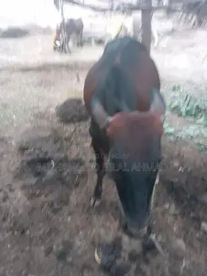 Young Male Cow - Healthy 1.5-Year-Old Livestock for Farm or Breeding