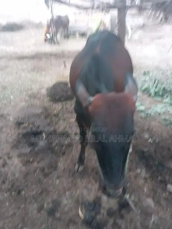 Young Male Cow - Healthy 1.5-Year-Old Livestock for Farm or Breeding