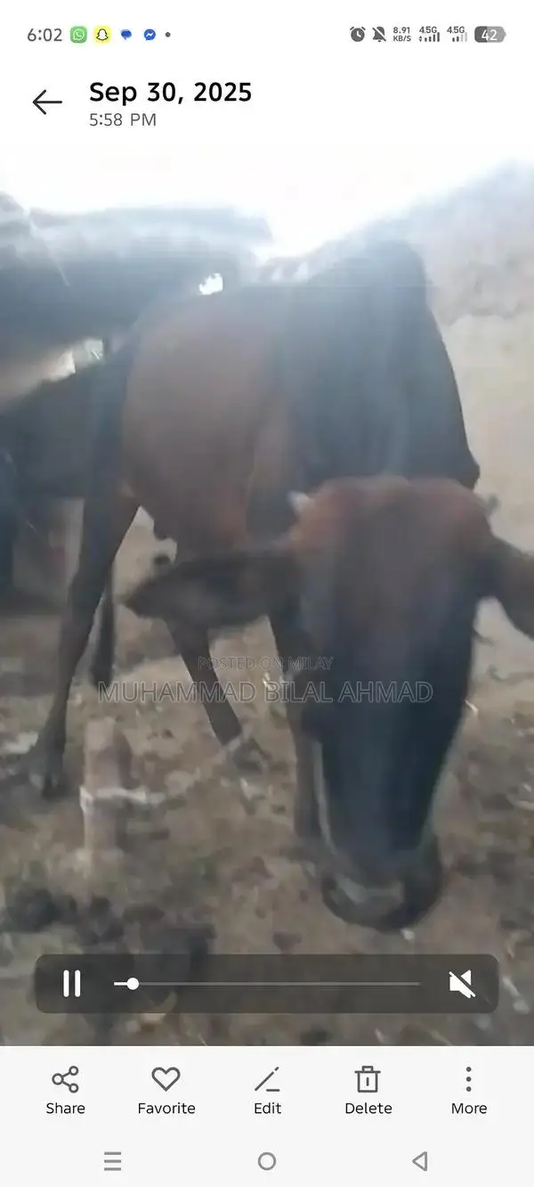 Young Male Cow - Healthy 1.5-Year-Old Livestock for Farm or Breeding