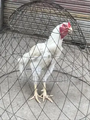 Premium White Aseel Rooster - Young, Healthy, Vaccinated Poultry