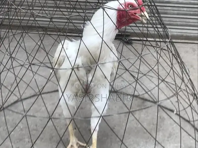 Premium White Aseel Rooster - Young, Healthy, Vaccinated Poultry