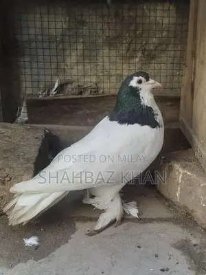 Breeding Male Sia Kachpara Rodent Specimen