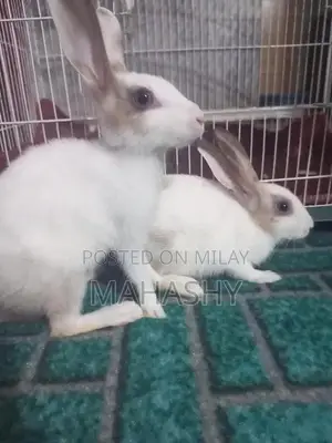Adorable Pair of Cute Rabbits for Pet Lovers