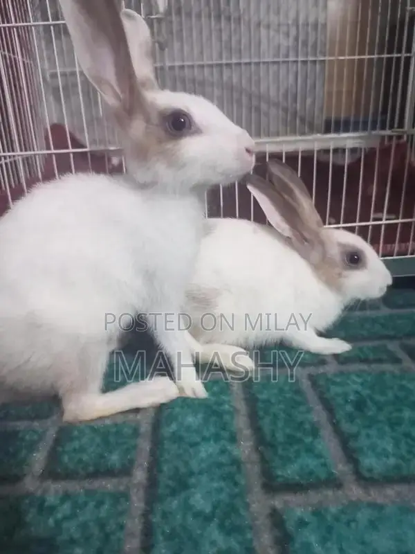 Adorable Pair of Cute Rabbits for Pet Lovers