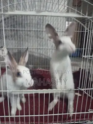 Adorable Pair of Cute Rabbits for Pet Lovers