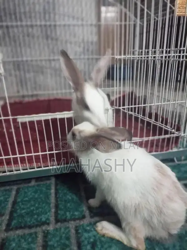 Adorable Pair of Cute Rabbits for Pet Lovers
