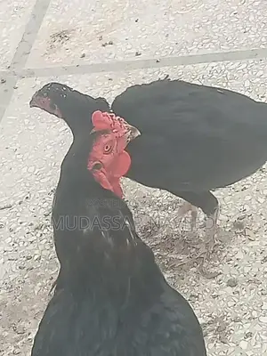 Pure Black Aseel Rooster Pair with Distinctive Orange Eyes