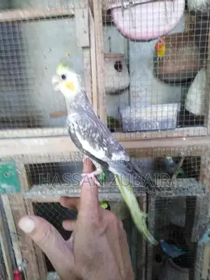 Photo - Cinnamon Beauty Cocktail Tamer Drink Accessory