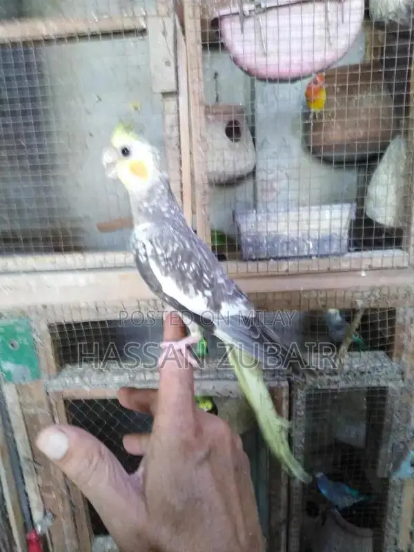 Cinnamon Beauty Cocktail Tamer Drink Accessory