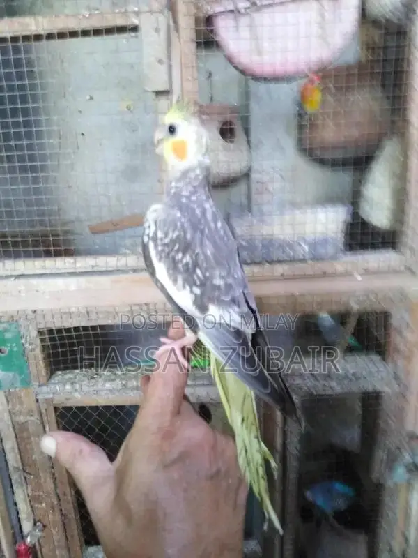 Cinnamon Beauty Cocktail Tamer Drink Accessory