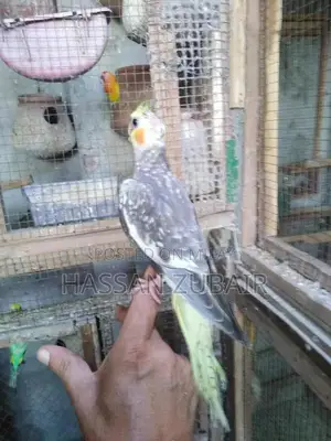 Cinnamon Beauty Cocktail Tamer Drink Accessory