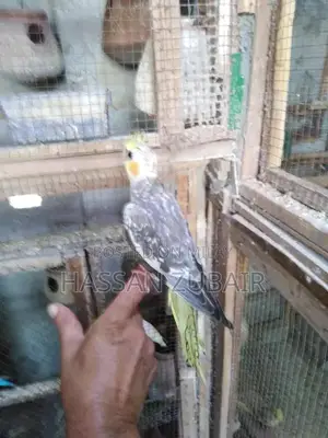 Cinnamon Beauty Cocktail Tamer Drink Accessory