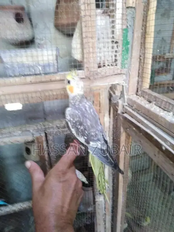 Cinnamon Beauty Cocktail Tamer Drink Accessory