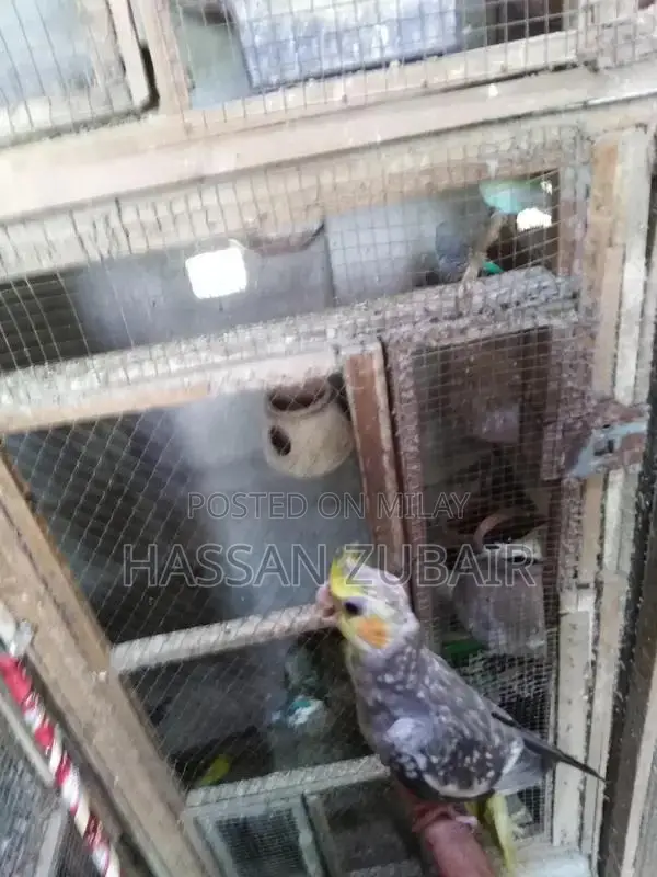 Cinnamon Beauty Cocktail Tamer Drink Accessory