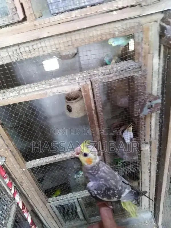 Cinnamon Beauty Cocktail Tamer Drink Accessory