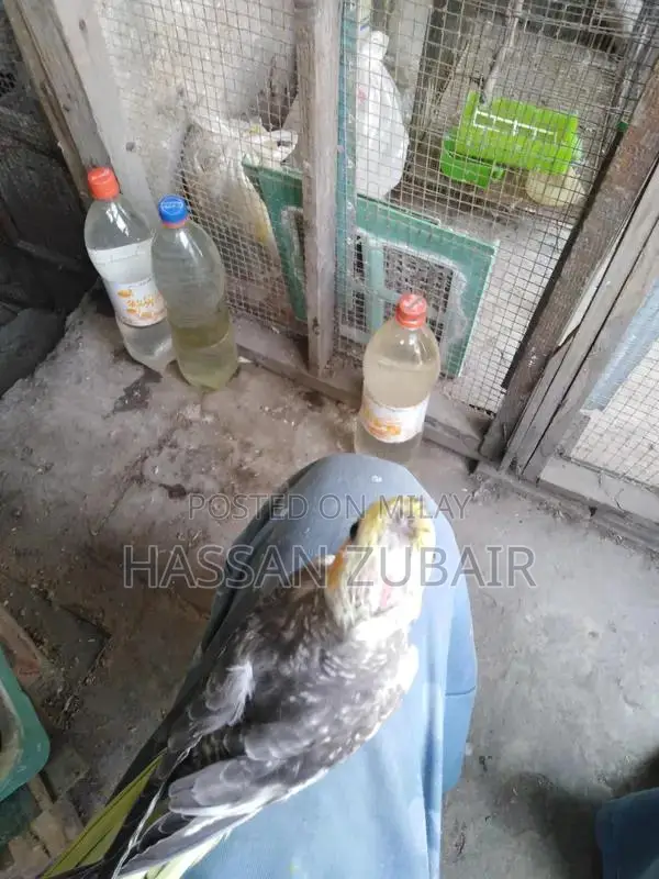 Cinnamon Beauty Cocktail Tamer Drink Accessory