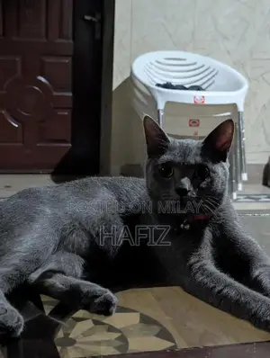 Photo - African Grey Parrot - Fully Trained Companion Pet