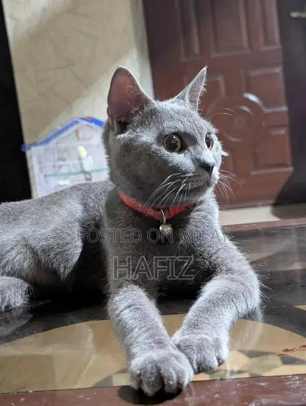 African Grey Parrot - Fully Trained Companion Pet