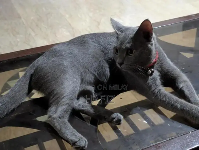 African Grey Parrot - Fully Trained Companion Pet