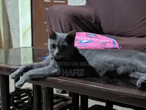 African Grey Parrot - Fully Trained Companion Pet