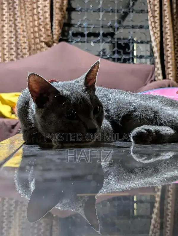 African Grey Parrot - Fully Trained Companion Pet