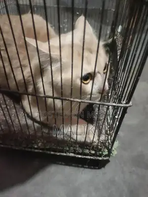 Photo - Male Persian Cat - Elegant Purebred Companion