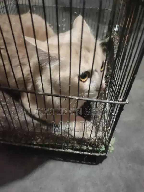 Male Persian Cat - Elegant Purebred Companion