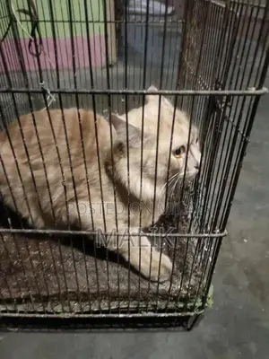 Male Persian Cat - Elegant Purebred Companion