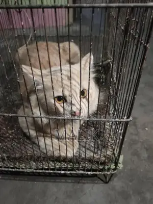 Male Persian Cat - Elegant Purebred Companion