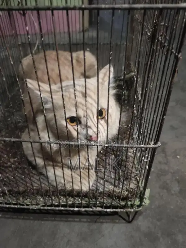 Male Persian Cat - Elegant Purebred Companion