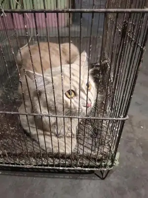 Male Persian Cat - Elegant Purebred Companion