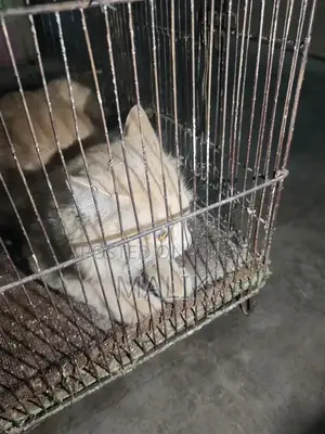 Male Persian Cat - Elegant Purebred Companion