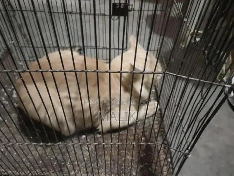 Male Persian Cat - Elegant Purebred Companion