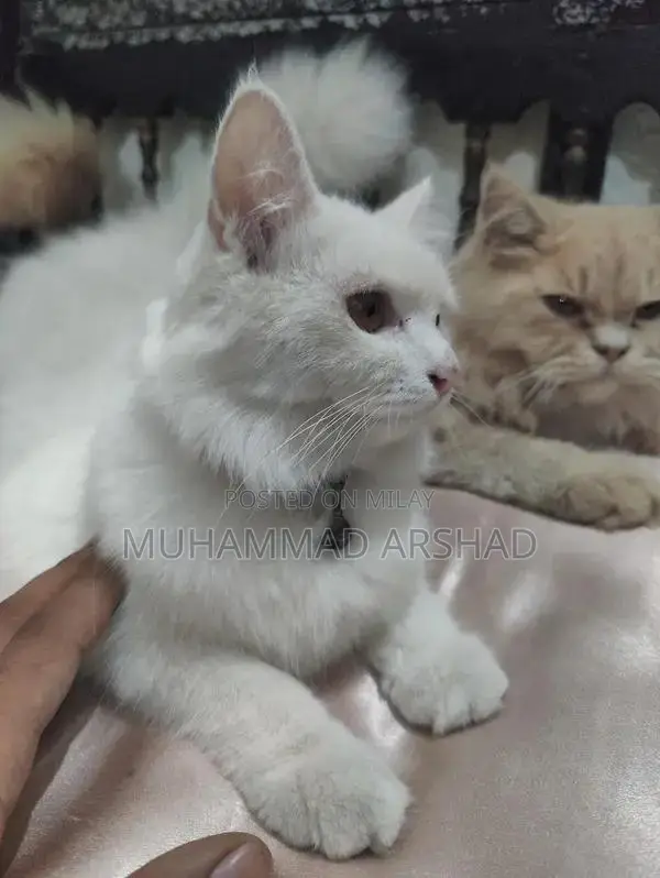 Adorable 12-Month-Old Pet Companion