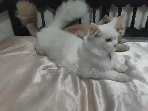 Adorable 12-Month-Old Pet Companion