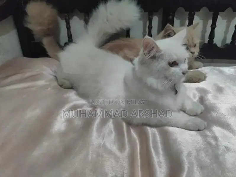 Adorable 12-Month-Old Pet Companion