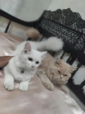 Adorable 12-Month-Old Pet Companion