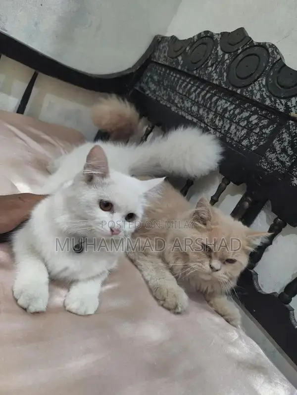 Adorable 12-Month-Old Pet Companion