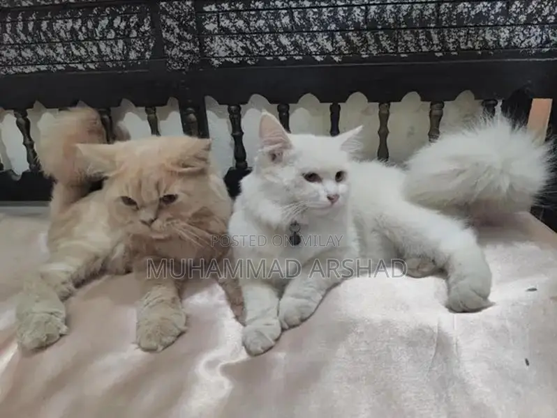 Adorable 12-Month-Old Pet Companion