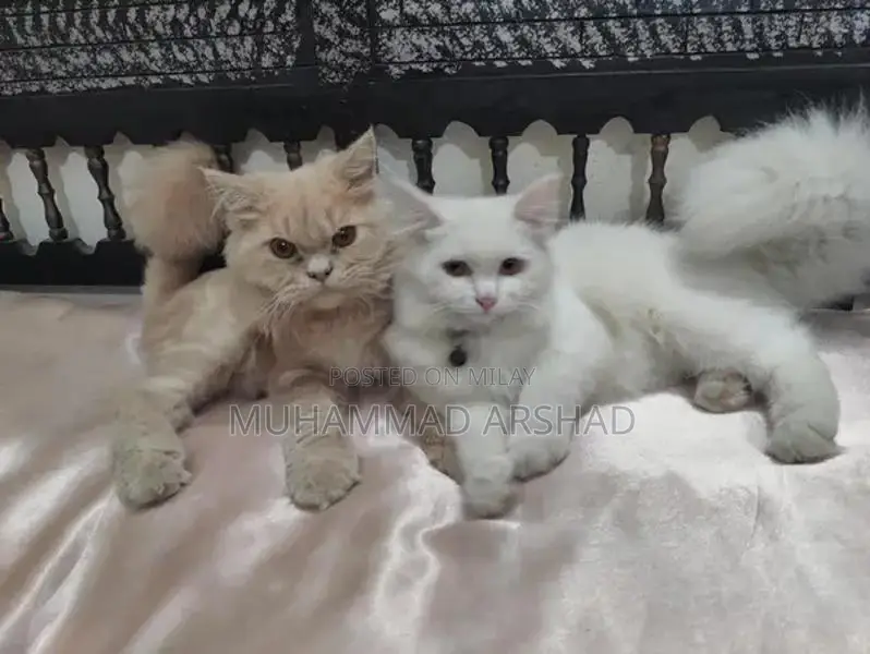 Adorable 12-Month-Old Pet Companion