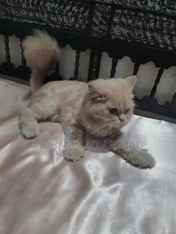 Adorable 12-Month-Old Pet Companion