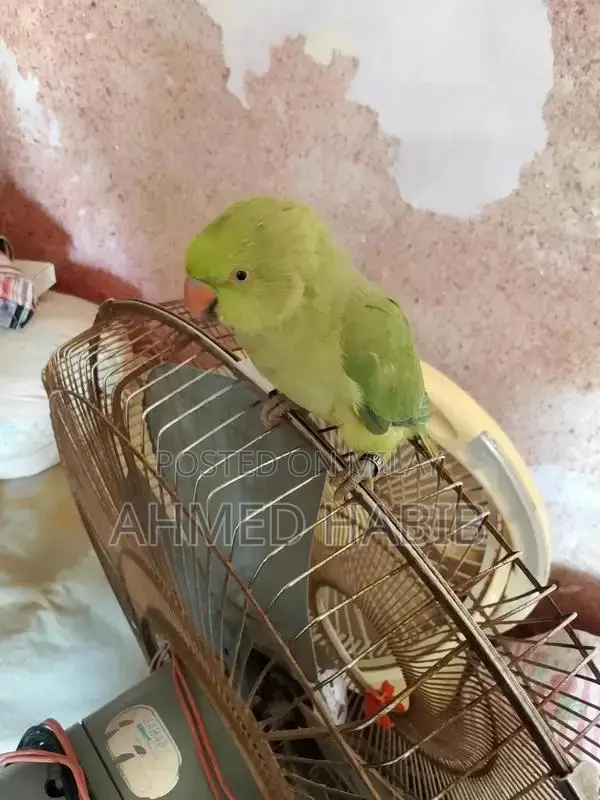 Exotic Parrot Pet for Sale - Vibrant Companion Bird