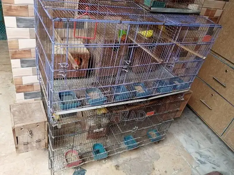 Bird Breeding Cages and Aviary Setup